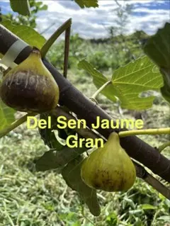 2026年最新】穂木 イチジクの人気アイテム - メルカリ