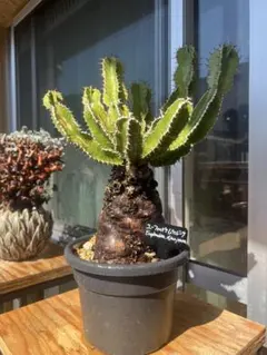 2026年最新】ムランジーナの人気アイテム - メルカリ