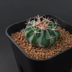 2026年最新】ホマロケファラの人気アイテム - メルカリ