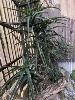 2026年最新】アロエストリアツラの人気アイテム - メルカリ