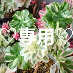 2026年最新】アエオニウムの人気アイテム - メルカリ