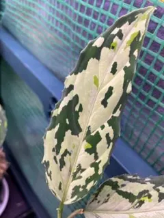 2026年最新】アグラオネマピクタムの人気アイテム - メルカリ