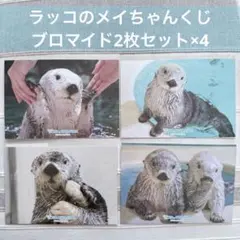 2026年最新】鳥羽水族館購入の人気アイテム - メルカリ