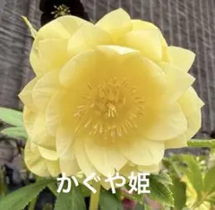 2026年最新】かぐや姫 クリスマスローズの人気アイテム - メルカリ