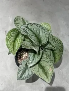 2026年最新】スキンダプサス ブラックの人気アイテム - メルカリ