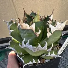 2026年最新】赤猫 アガベの人気アイテム - メルカリ