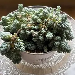 2026年最新】多肉植物抜き苗の人気アイテム - メルカリ