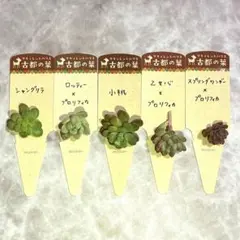 2026年最新】古都の葉の人気アイテム - メルカリ