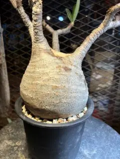 2026年最新】グラキリス ベアルートの人気アイテム - メルカリ