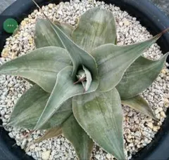 2026年最新】オバティフォリア ハイブリッドの人気アイテム - メルカリ