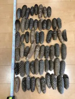 2026年最新】松ぼっくり ドイツトウヒの人気アイテム - メルカリ