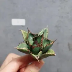 2026年最新】緑犀牛の人気アイテム - メルカリ