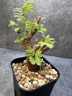 2026年最新】センナメリディオナリス の人気アイテム - メルカリ