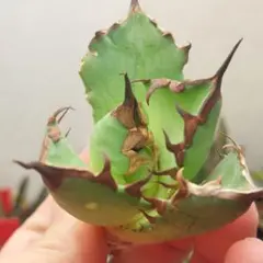 2026年最新】姫厳竜の人気アイテム - メルカリ