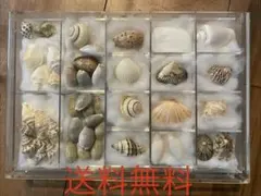 2026年最新】貝殻 標本 タカラの人気アイテム - メルカリ
