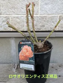 2026年最新】ロサオリの人気アイテム - メルカリ