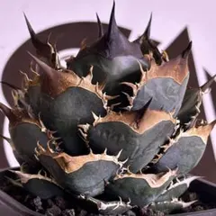 2026年最新】上澳園芸の人気アイテム - メルカリ