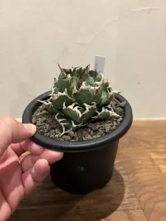 2026年最新】Agave titanota 魔丸の人気アイテム - メルカリ