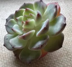 2026年最新】エケベリアムラサキの人気アイテム - メルカリ