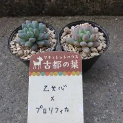 2026年最新】古都の葉の人気アイテム - メルカリ