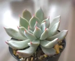 2026年最新】ザラゴーサspノバの人気アイテム - メルカリ