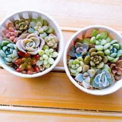 2026年最新】そのまま飾れる多肉寄植えの人気アイテム - メルカリ