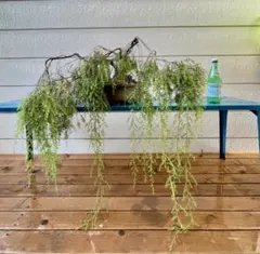 2026年最新】レプトスペルマム バーチカルドロップの人気アイテム