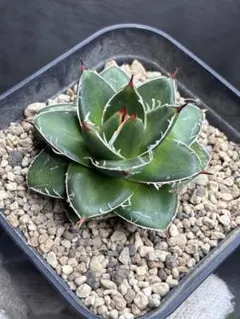 2026年最新】アガベピンキーの人気アイテム - メルカリ