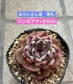 2026年最新】リンゼアナ おらいの人気アイテム - メルカリ