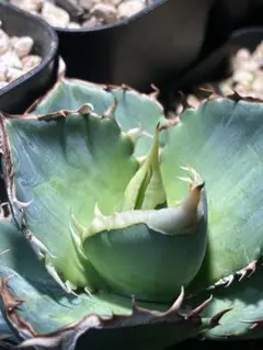 2026年最新】オテロイ 青葉の人気アイテム - メルカリ