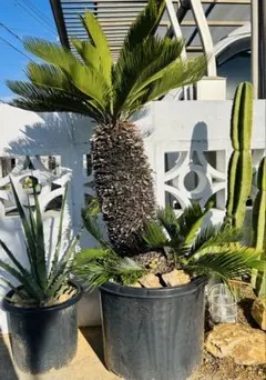 2026年最新】ソテツ 引き取りの人気アイテム - メルカリ