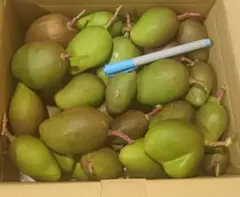 2026年最新】摘果マンゴーの人気アイテム - メルカリ