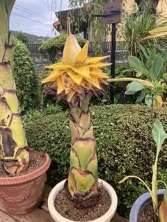 2026年最新】地湧金蓮の人気アイテム - メルカリ