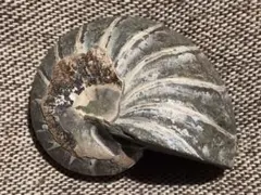 2026年最新】オウムガイの殻の人気アイテム - メルカリ