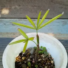 2026年最新】シュロチクの人気アイテム - メルカリ