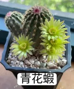 2026年最新】花サボテンの人気アイテム - メルカリ