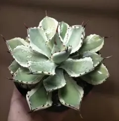 2026年最新】アガベ パリー トランカータ 斑入りの人気アイテム - メルカリ