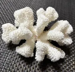 2026年最新】珊瑚 置物の人気アイテム - メルカリ