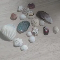 2026年最新】貝殻セットの人気アイテム - メルカリ