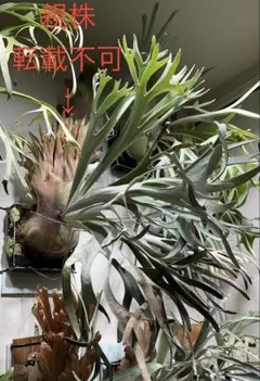 2026年最新】ハクナマタタ ビカクシダの人気アイテム - メルカリ