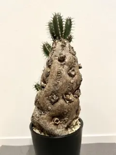 2026年最新】ムランジーナの人気アイテム - メルカリ