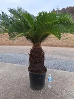 2026年最新】ソテツ 引き取りの人気アイテム - メルカリ