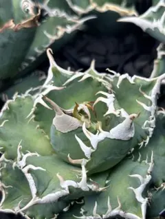 2026年最新】グレートホワイトシャーク アガベの人気アイテム - メルカリ