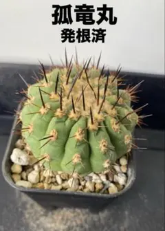 2026年最新】コピアポア 種の人気アイテム - メルカリ