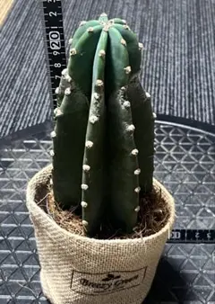 2026年最新】柱サボテン 棘なしの人気アイテム - メルカリ