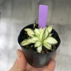 2026年最新】アガベ姫乱れ雪錦の人気アイテム - メルカリ