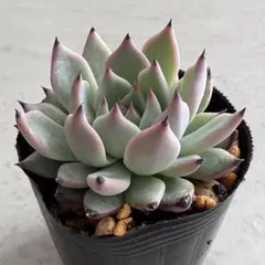 2026年最新】紫紺の矢の人気アイテム - メルカリ