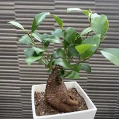 2026年最新】ガジュマル 実生の人気アイテム - メルカリ