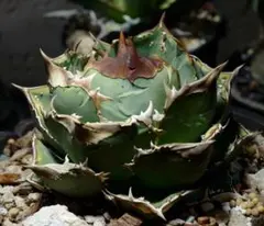 2026年最新】アガベ鰐亀の人気アイテム - メルカリ