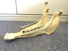 2026年最新】キハーダの人気アイテム - メルカリ